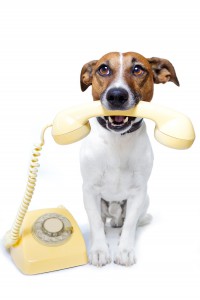 dog phone telephone