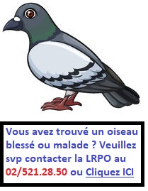 oiseau